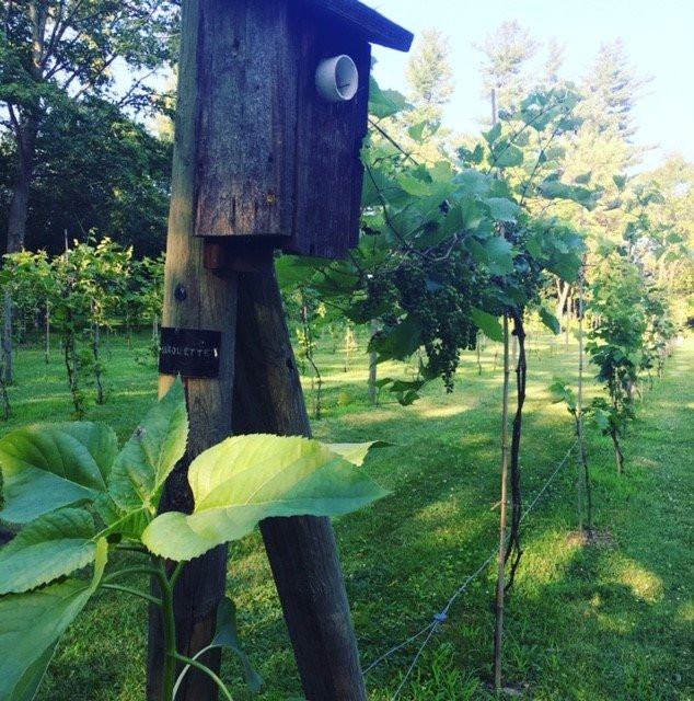 The Blind Squirrel Winery-Chagrin Falls必去景点