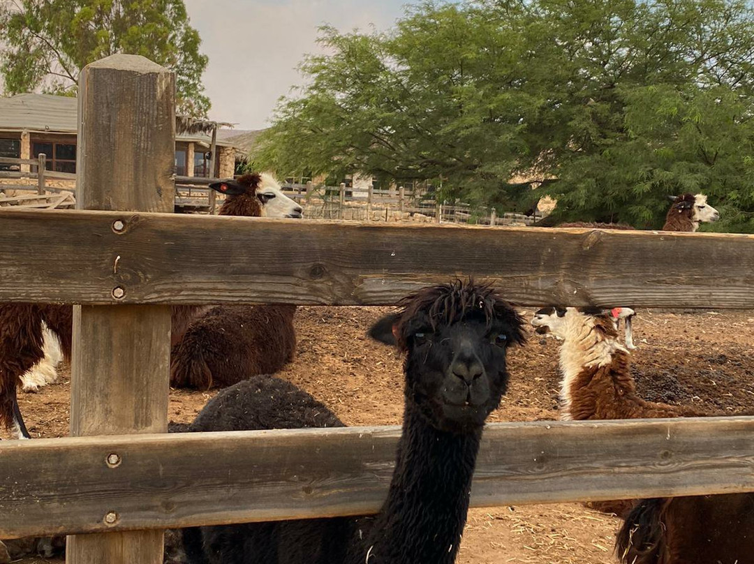 The Alpaca Farm-米茨佩拉蒙必去景点