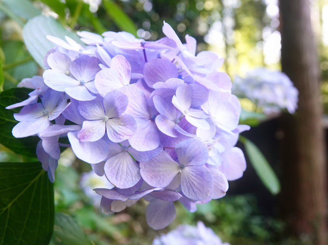 Gokuraku-ji Temple-森町必去景点