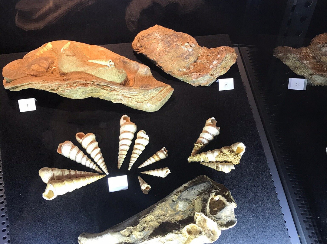 Fossilienwelt Weinviertel景点图片