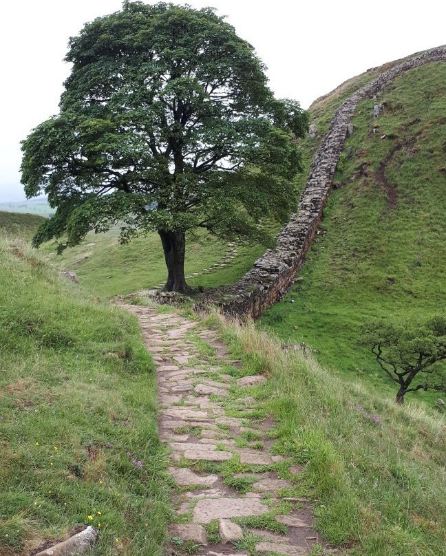 Sycamore Gap景点图片