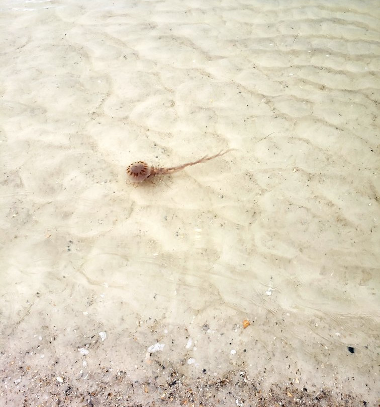 Alabama Point East-橙色海湾必去景点