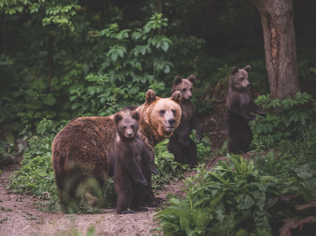 Kanopian Penthouse Brasov主图