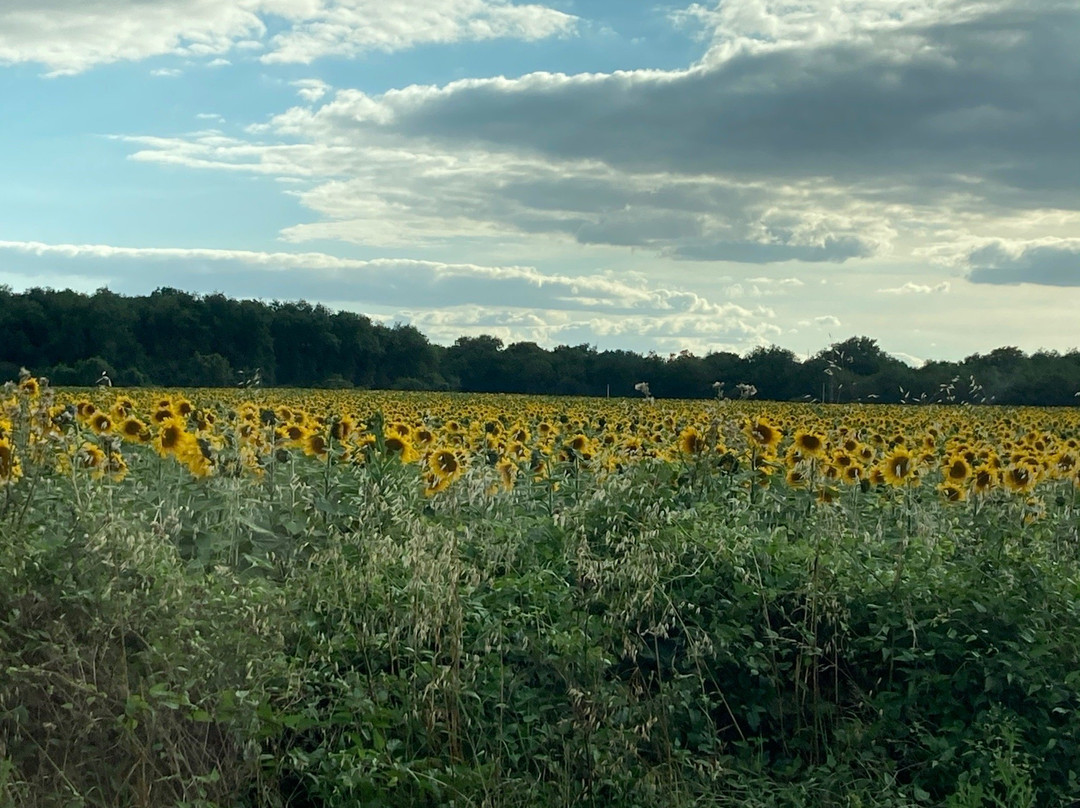 Hôtel Central主图