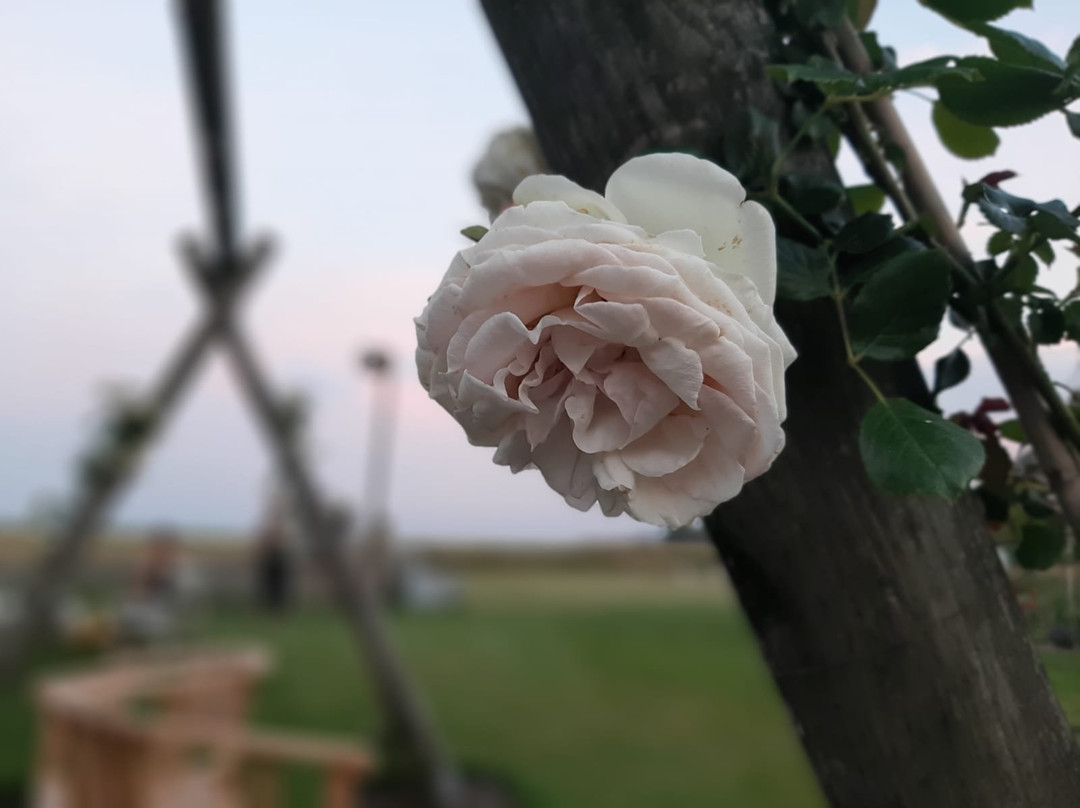 Op Oost | Boutique Hotel & Restaurant主图