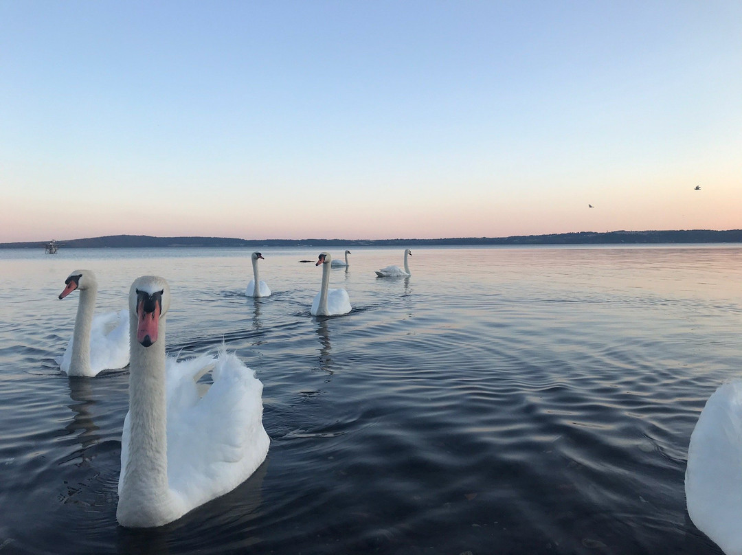 Bar il Girasole-Trevignano Romano必去景点