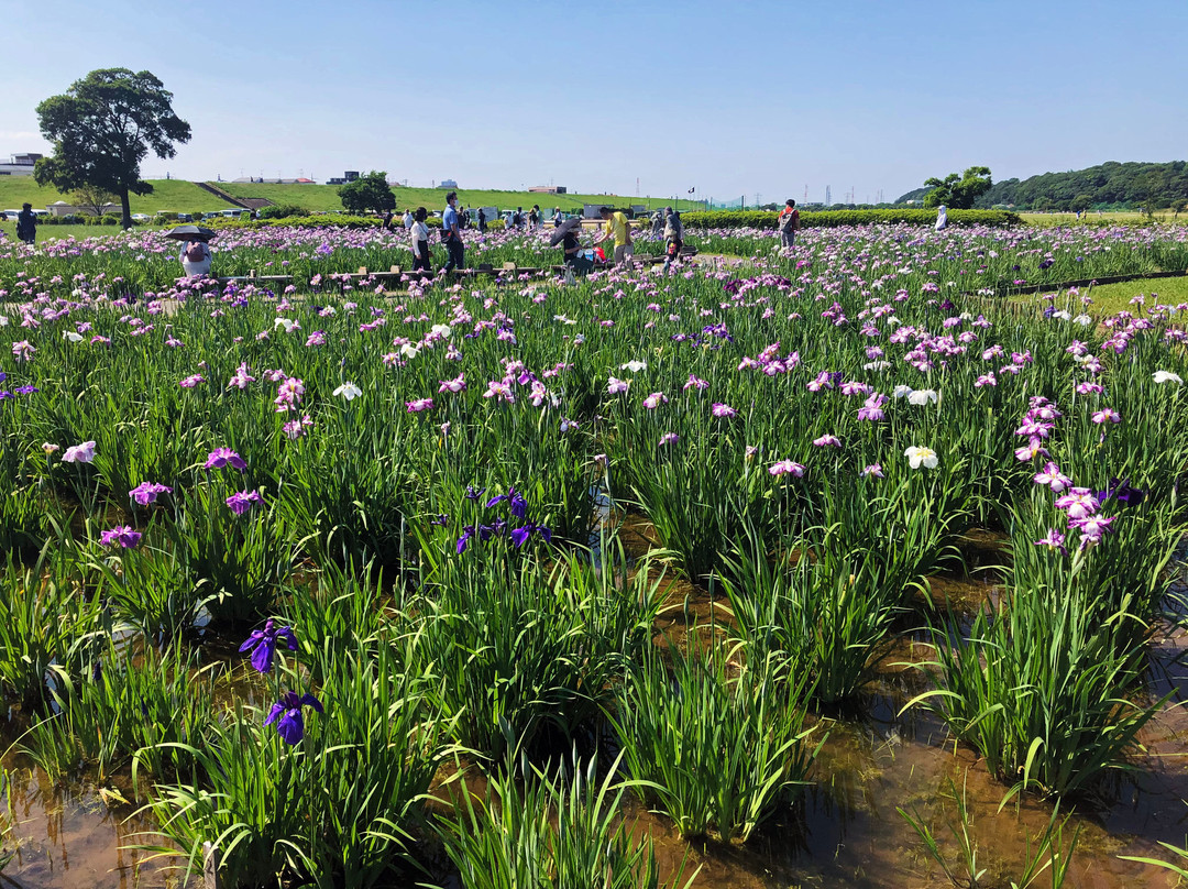Kloiwa Shobu Garden-江戸川区必去景点