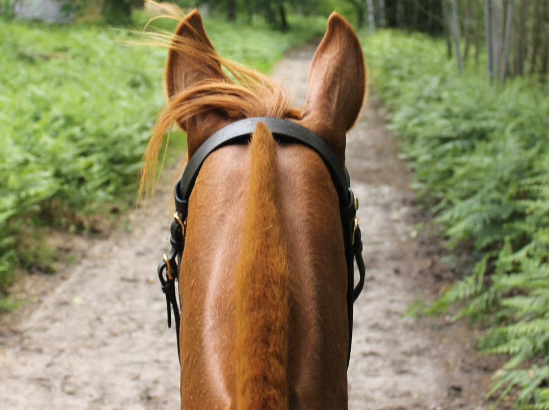Randonnez Cheval Ô Centre-Lamotte-Beuvron必去景点