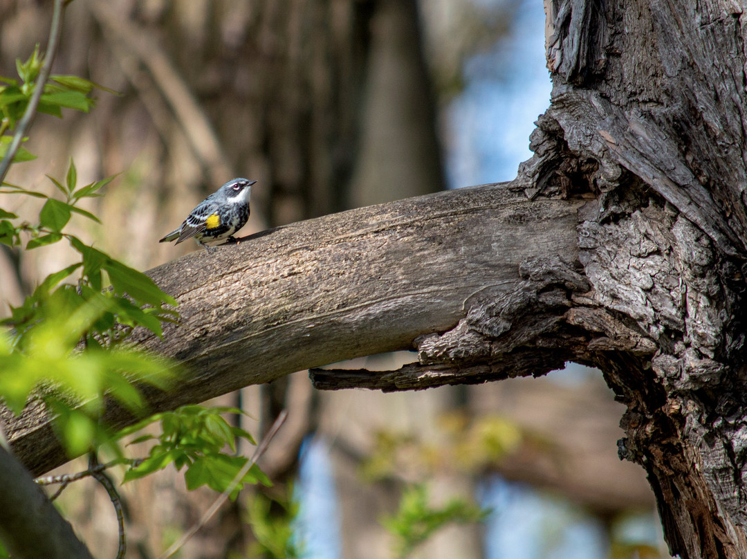 Amherst State Park-艾姆赫斯特必去景点