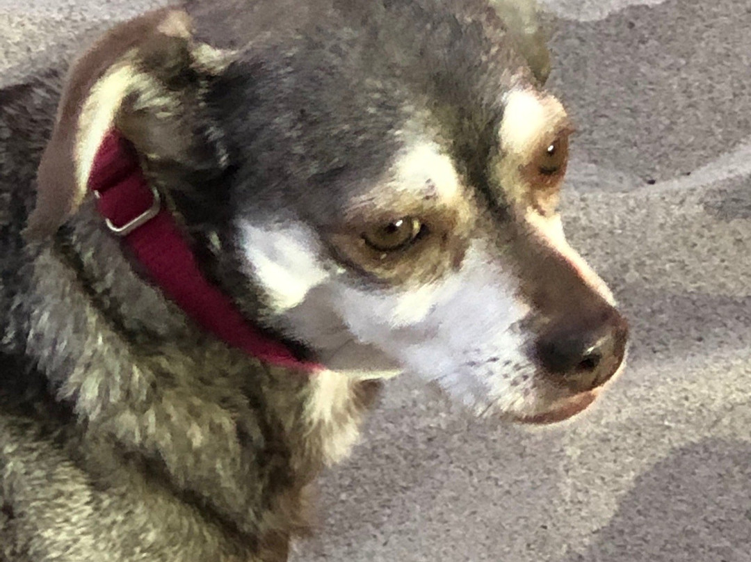 Playa Del Rey Beach-洛杉矶必去景点