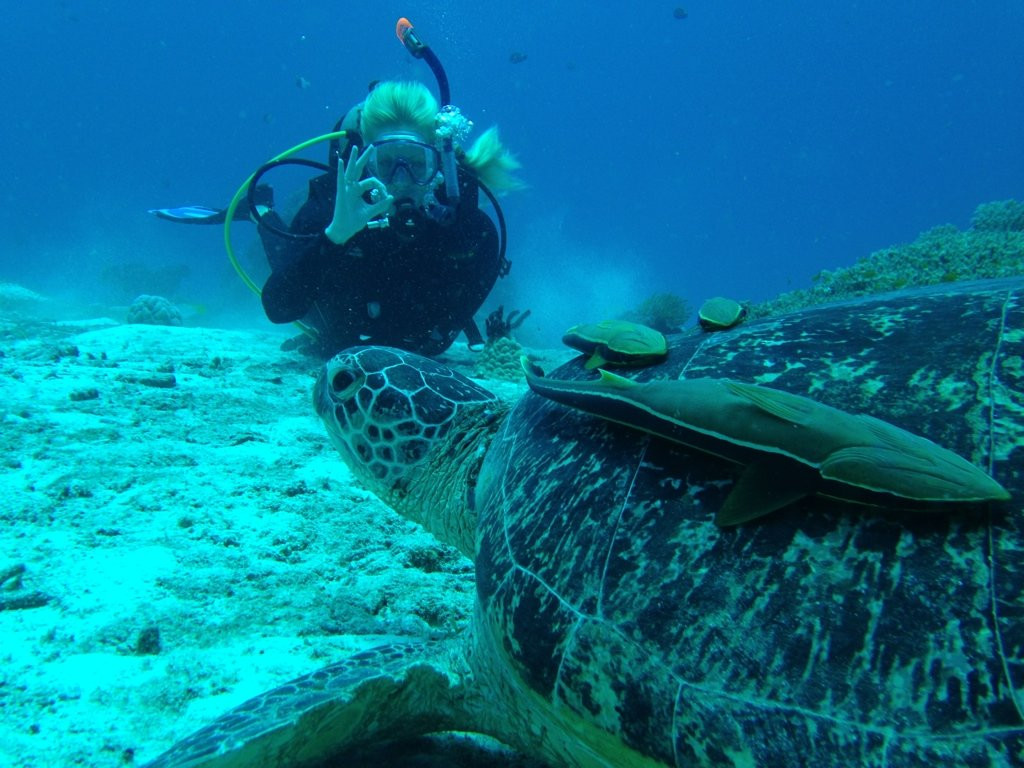 Spindrift Reefs Dive Center - Day Dive-达瑙市必去景点