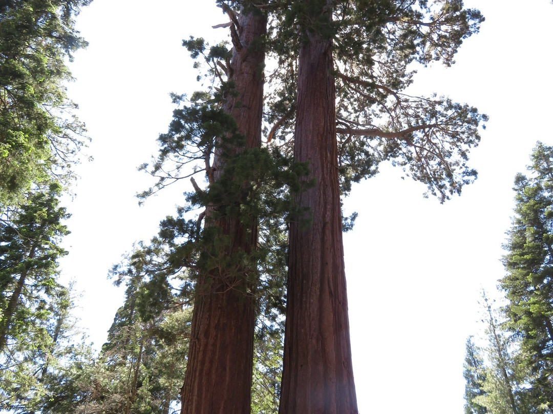 General Grant Tree Trail-红杉&国王峡谷国家公园必去景点