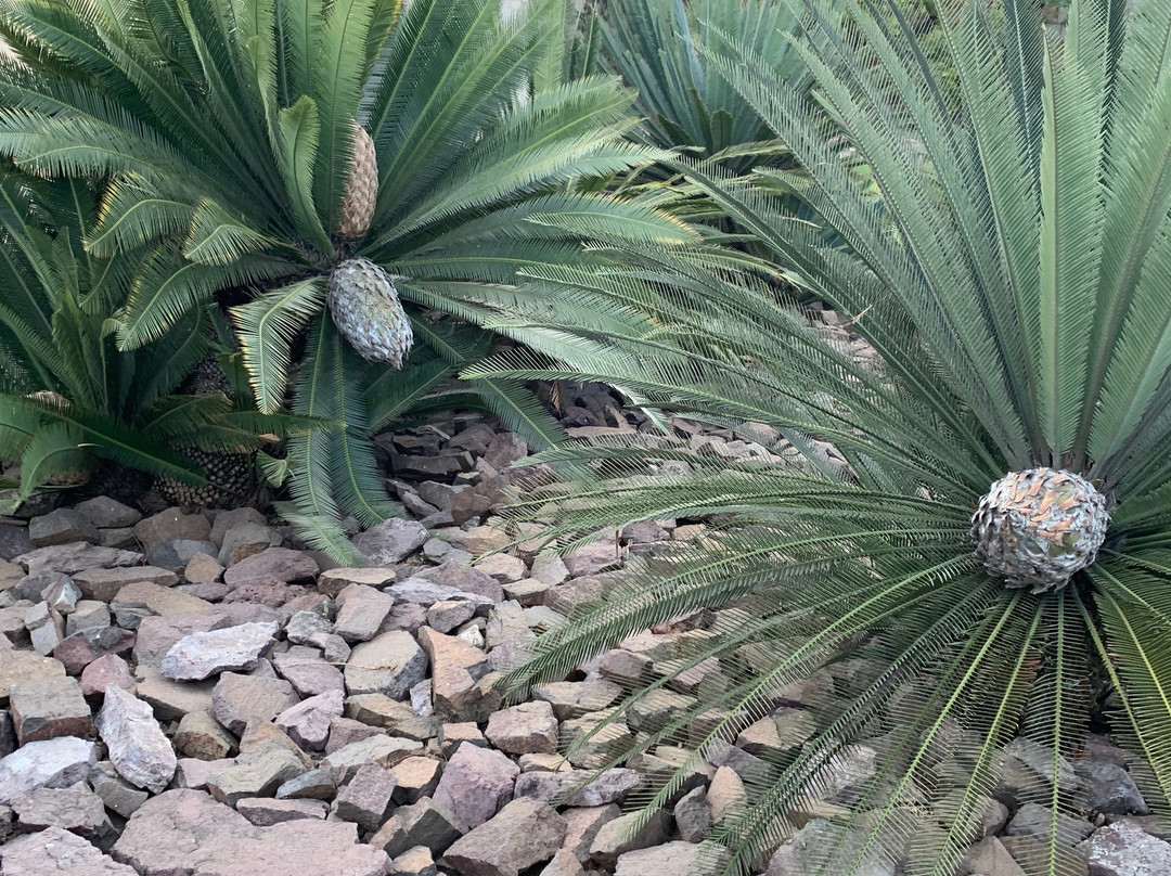 Jardin Etnobotanico de Oaxaca-瓦哈卡必去景点