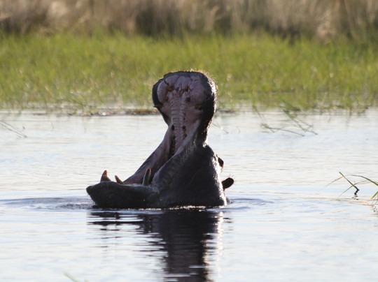 Makwela Transfrontier Safaris-比勒陀利亚必去景点