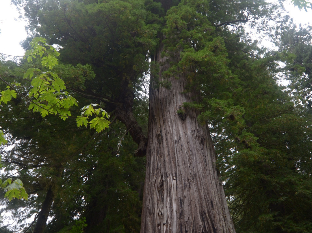 Big Tree景点图片