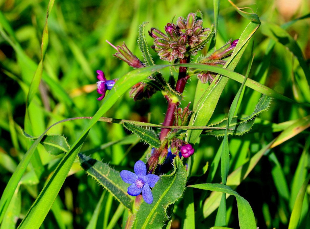 Pura Nature Reserve-贝尔谢巴必去景点