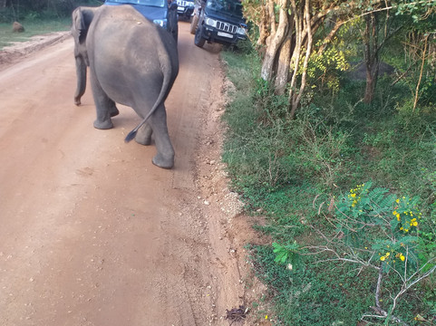 Sanjeewa Asanka ( Sanjee )-康提必去景点
