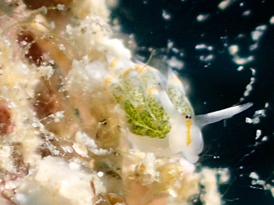 Amigo Dive Center-刁曼岛必去景点