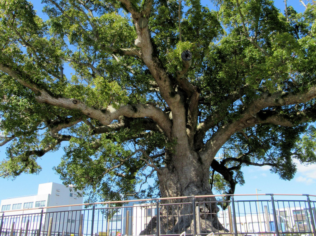 Great Camphor Tree of Zendo-ji Temple景点图片