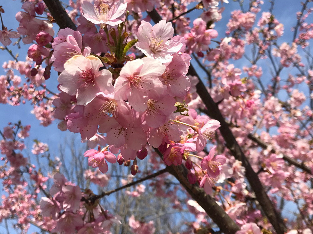 Sakura Farm-幸手市必去景点