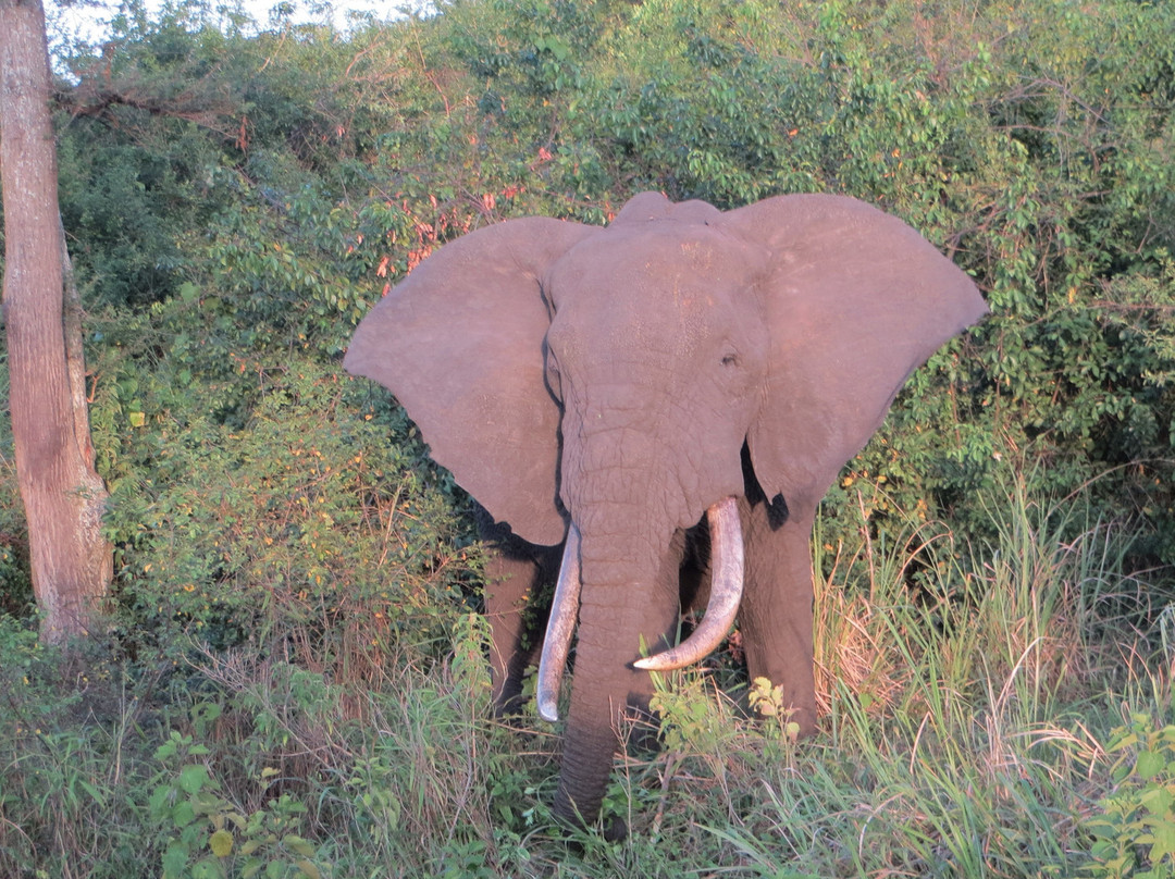 African Pearl Safaris景点图片