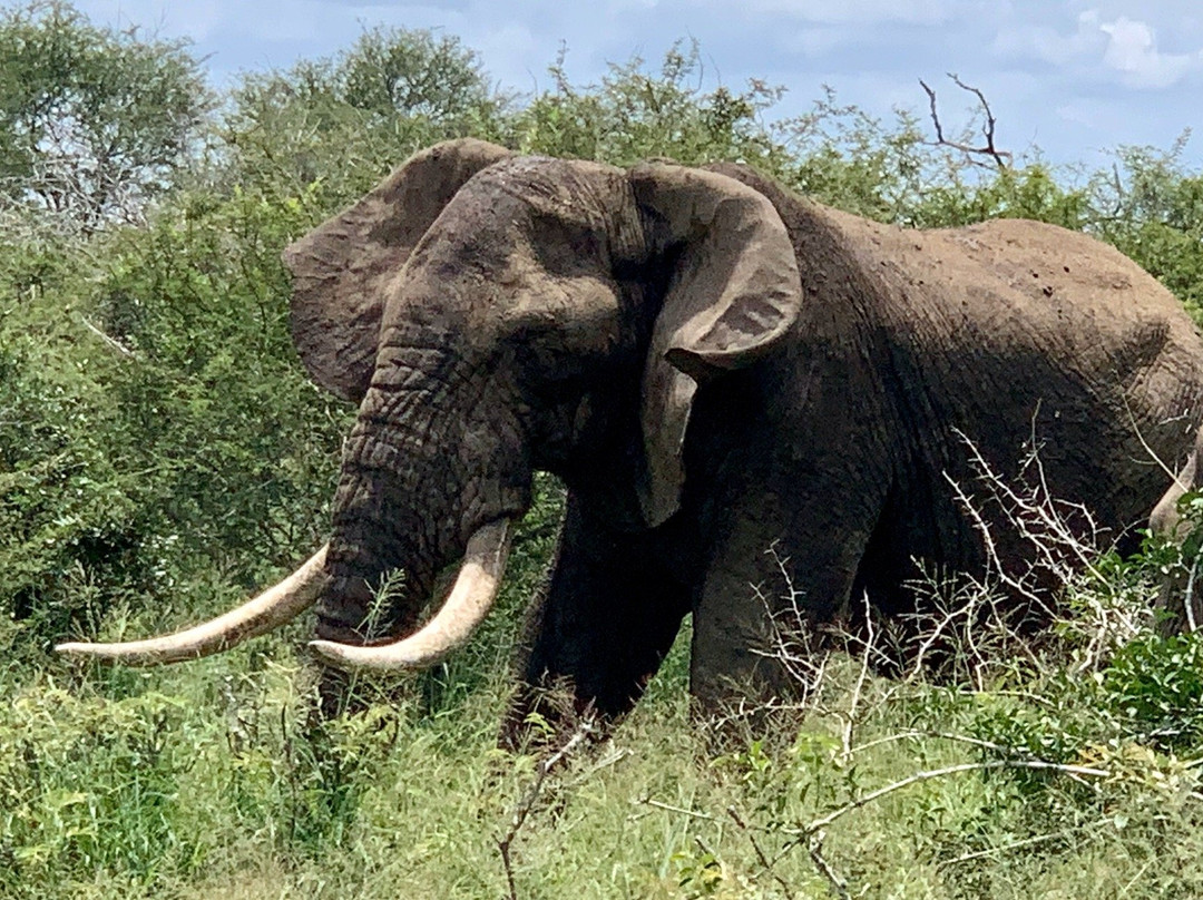 South African National Parks-白河必去景点