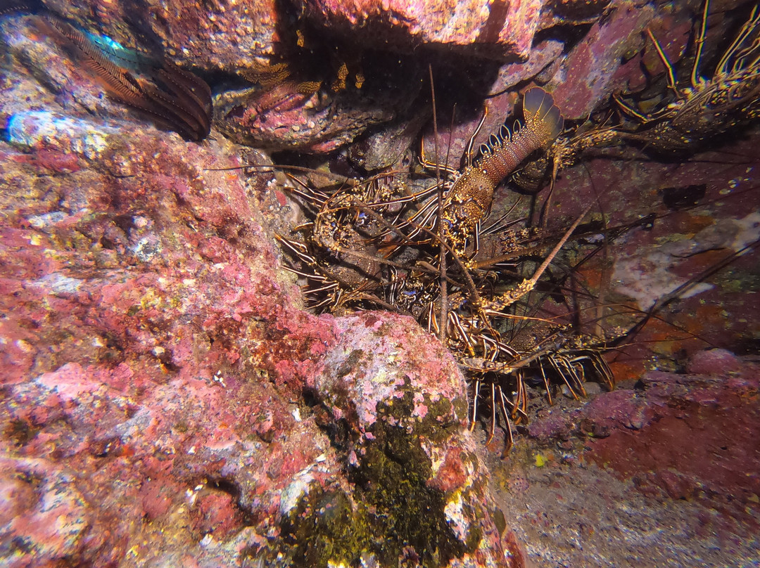 Dive Saint Helena-Jamestown必去景点