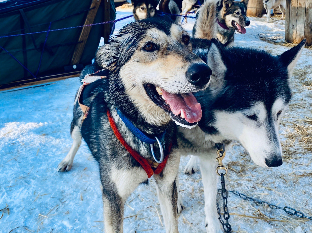 Dog Sled Adventures-Olney必去景点