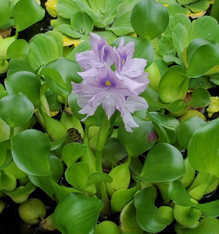 Jardin Tau Kiani Rapa Nui-安加罗阿必去景点