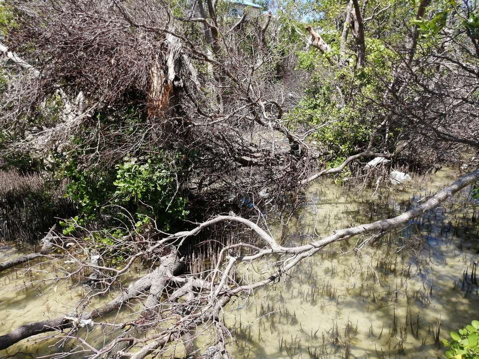 Mangrove Nursery景点图片