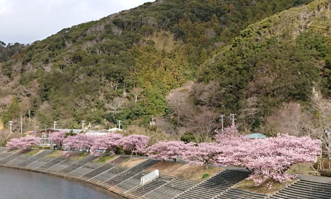 Aono River Cherry Blossoms景点图片