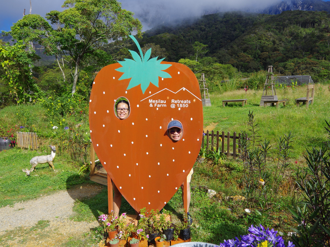 Mesilou Highland Strawberry Farm-昆达山必去景点
