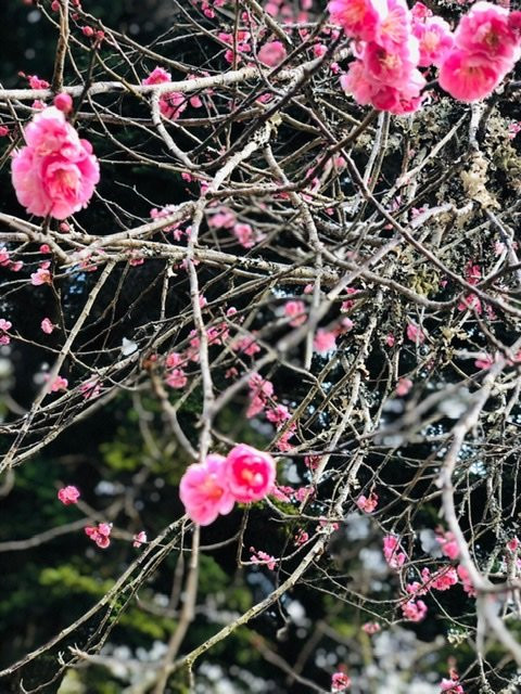 Shuzen-ji Temple Plum Grove-伊豆市必去景点