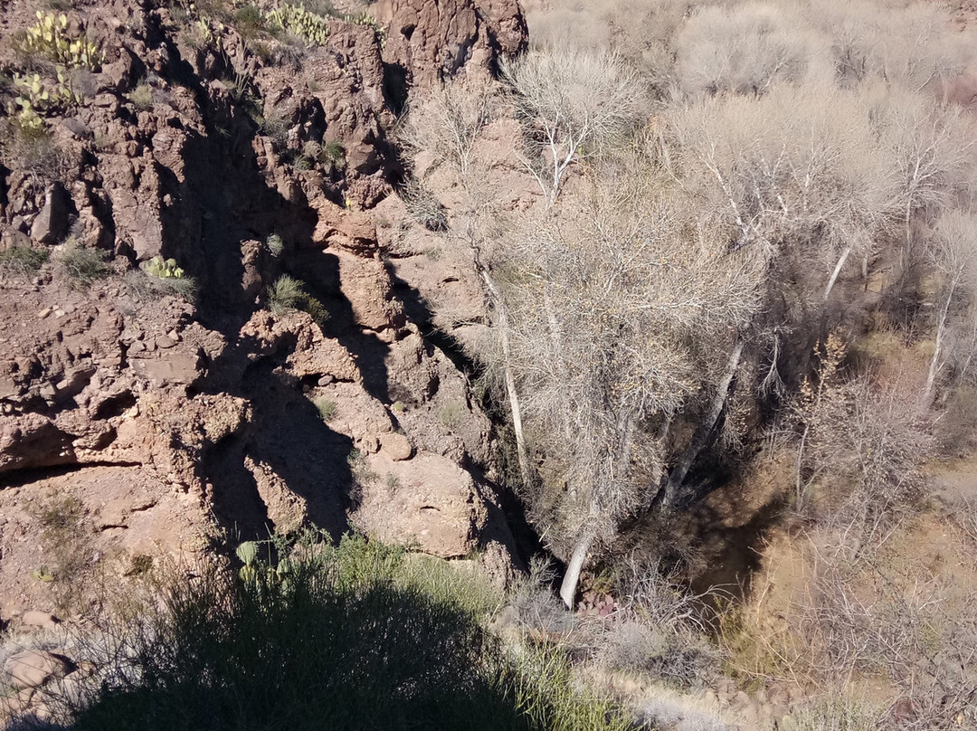 Gila Box Riparian National Conservation Area-Safford必去景点