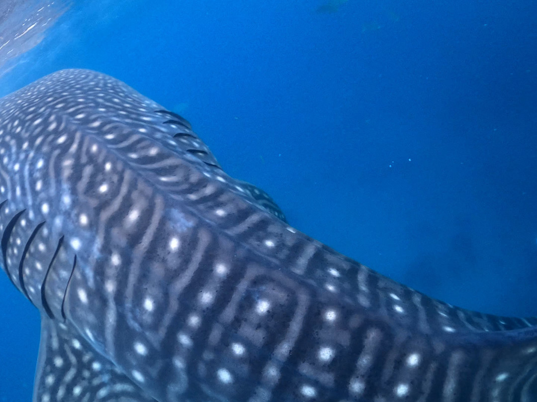 George Whalesharks Tour Services-奥斯洛布必去景点