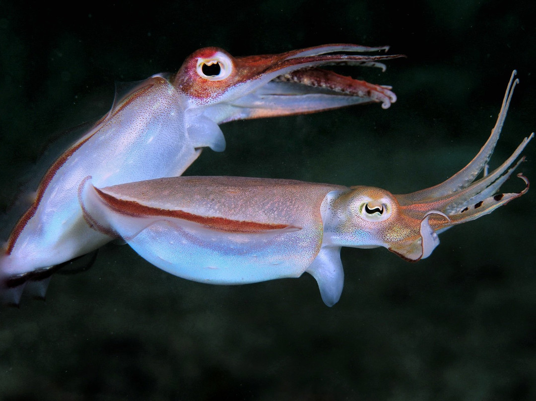 Raja Ampat Dive Center-Gam Island必去景点