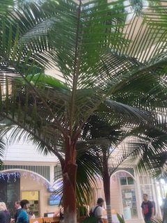 全季凯恩斯殖民俱乐部酒店主图