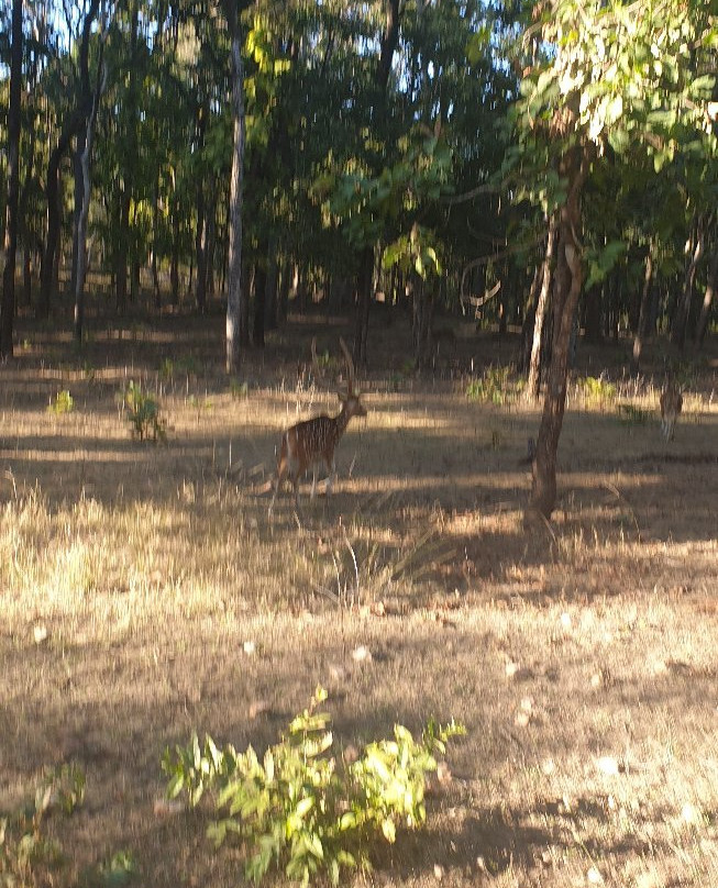 Pench Tiger Reserve景点图片