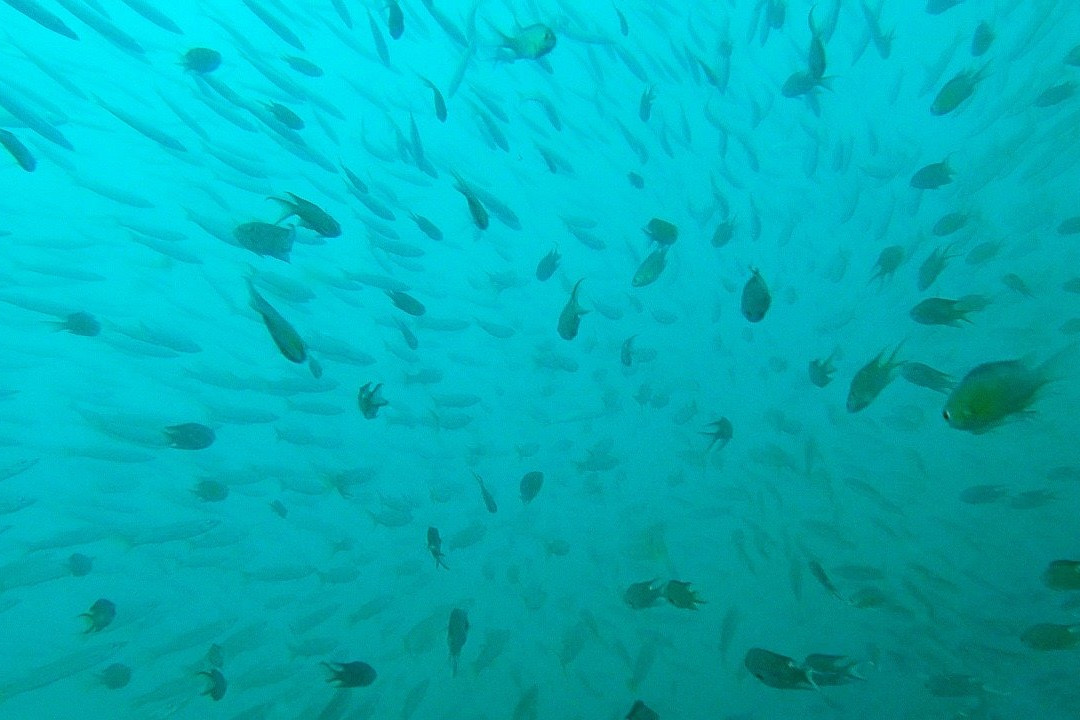 Dolphin Divers景点图片