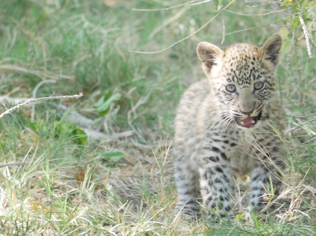 The Kraal Lodging Botswana主图