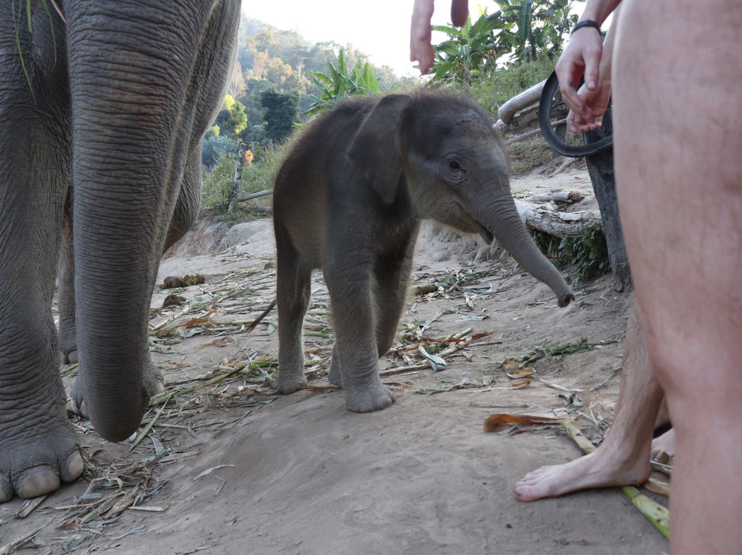 Karen Elephant Habitat-Mae Win必去景点
