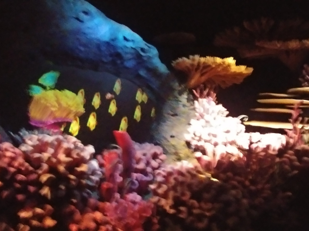 The Seas with Nemo & Friends-奥兰多必去景点