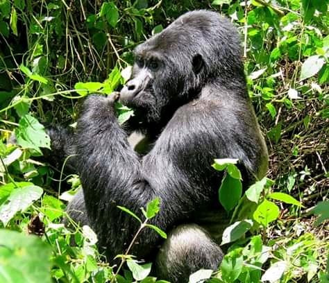 Mt. Muhabura Climbers Rest Camp主图