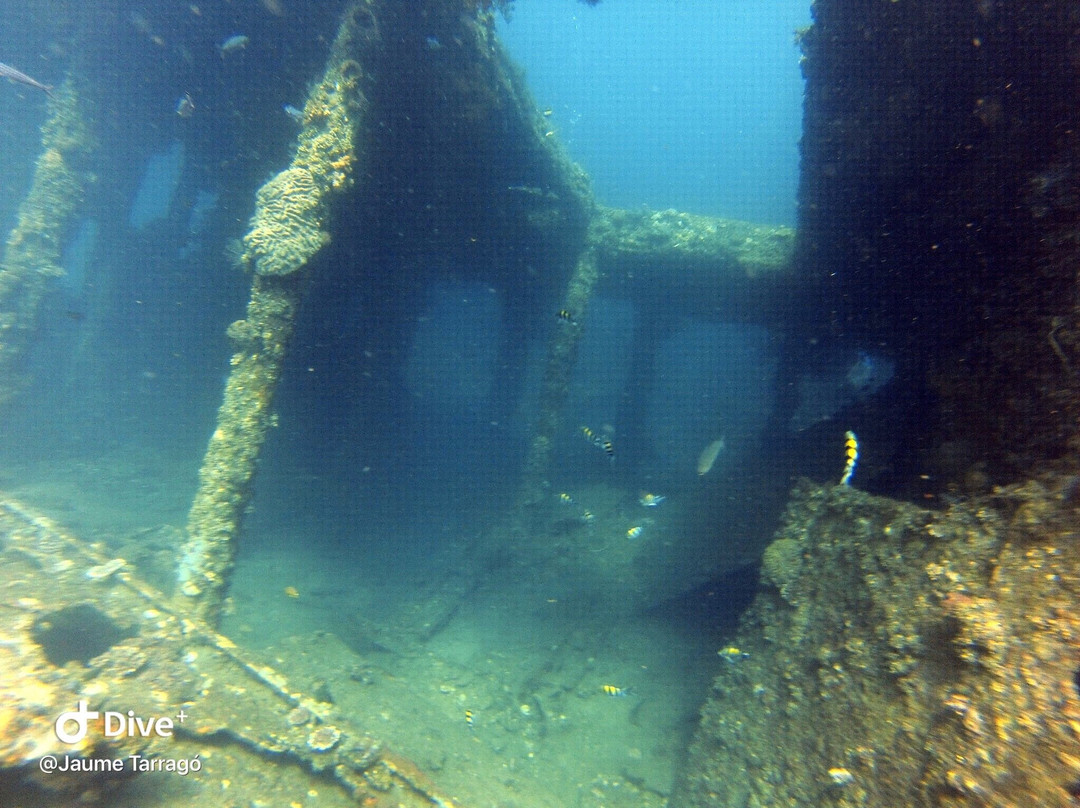 Amed Sea Stars Diving景点图片