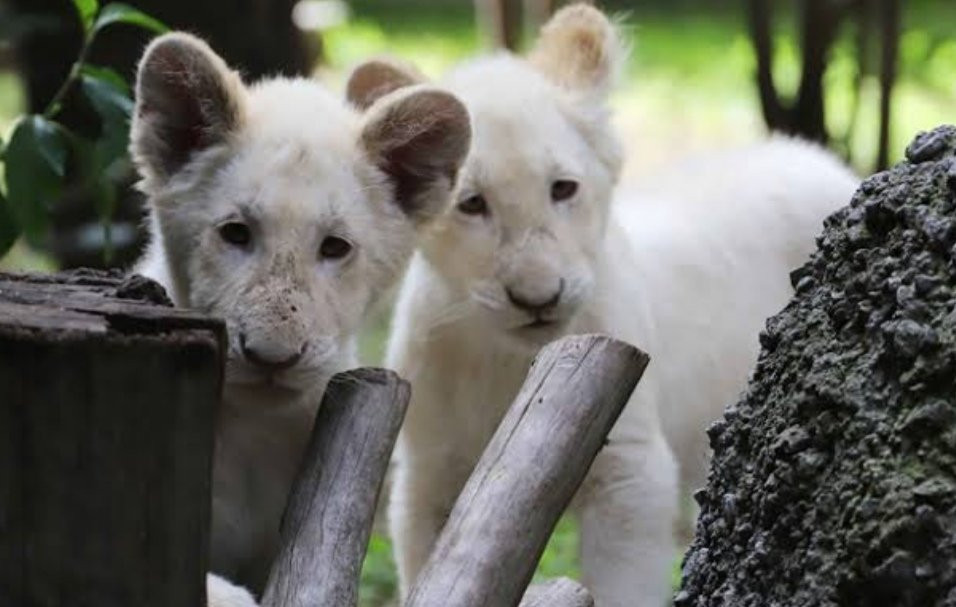 Zoologico de Altiplano景点图片