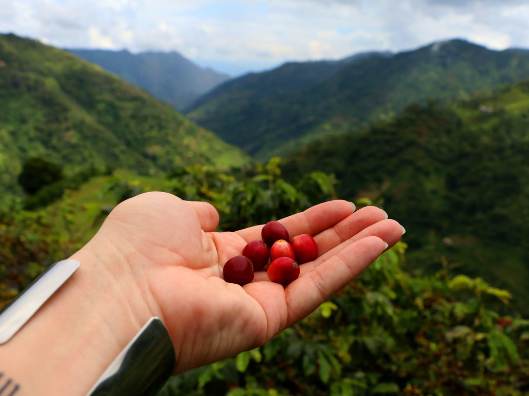 Coffee Tours - Finca La Manchuria-Salgar必去景点