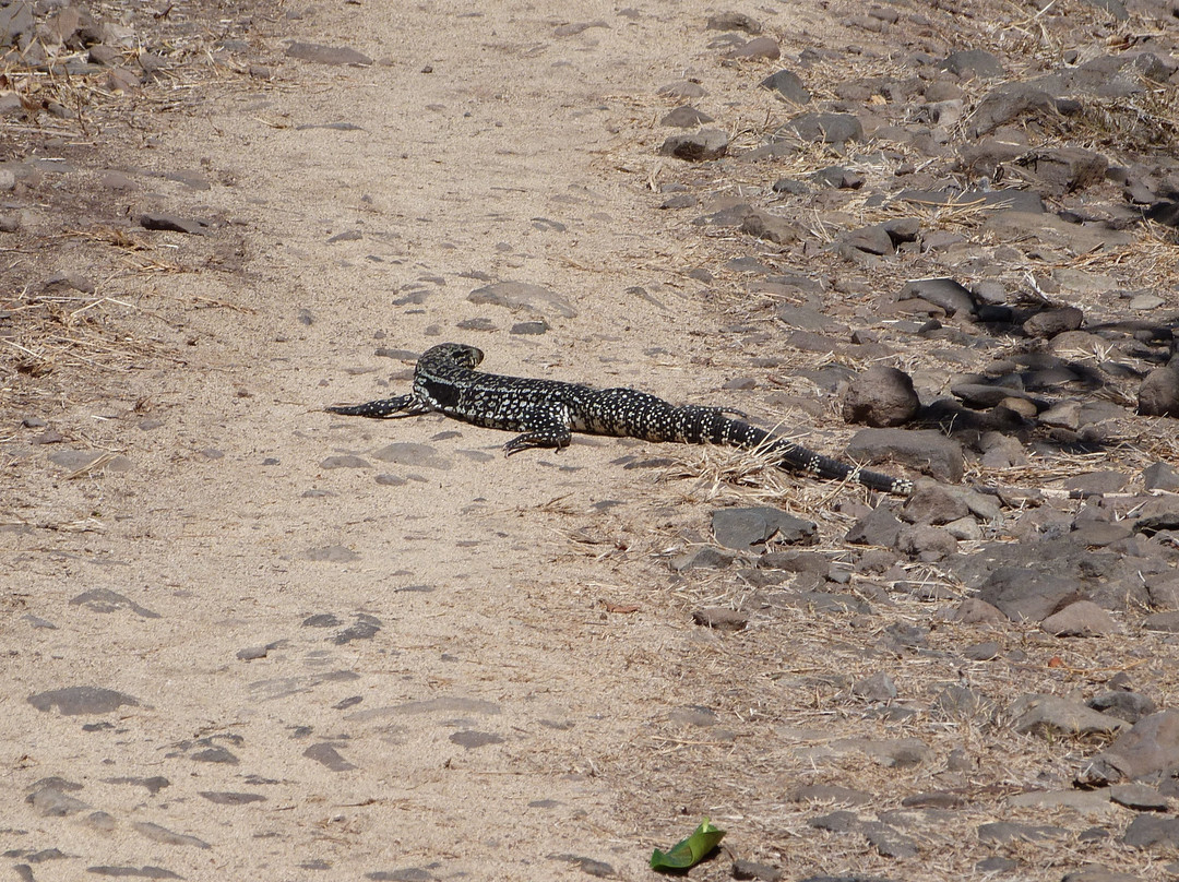 Trilha Costa Esmeralda-费尔南多-迪诺罗尼亚群岛必去景点