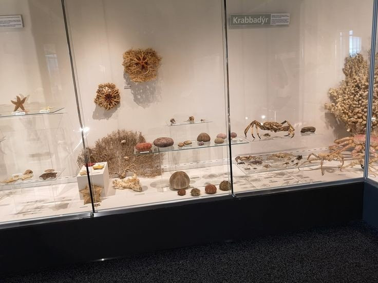 Natural History Museum of Kopavogur景点图片