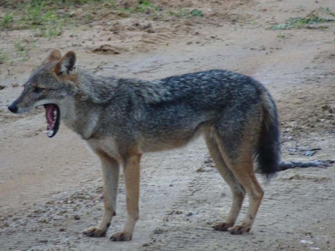 Earth Lanka tours-蒂瑟默哈拉默必去景点