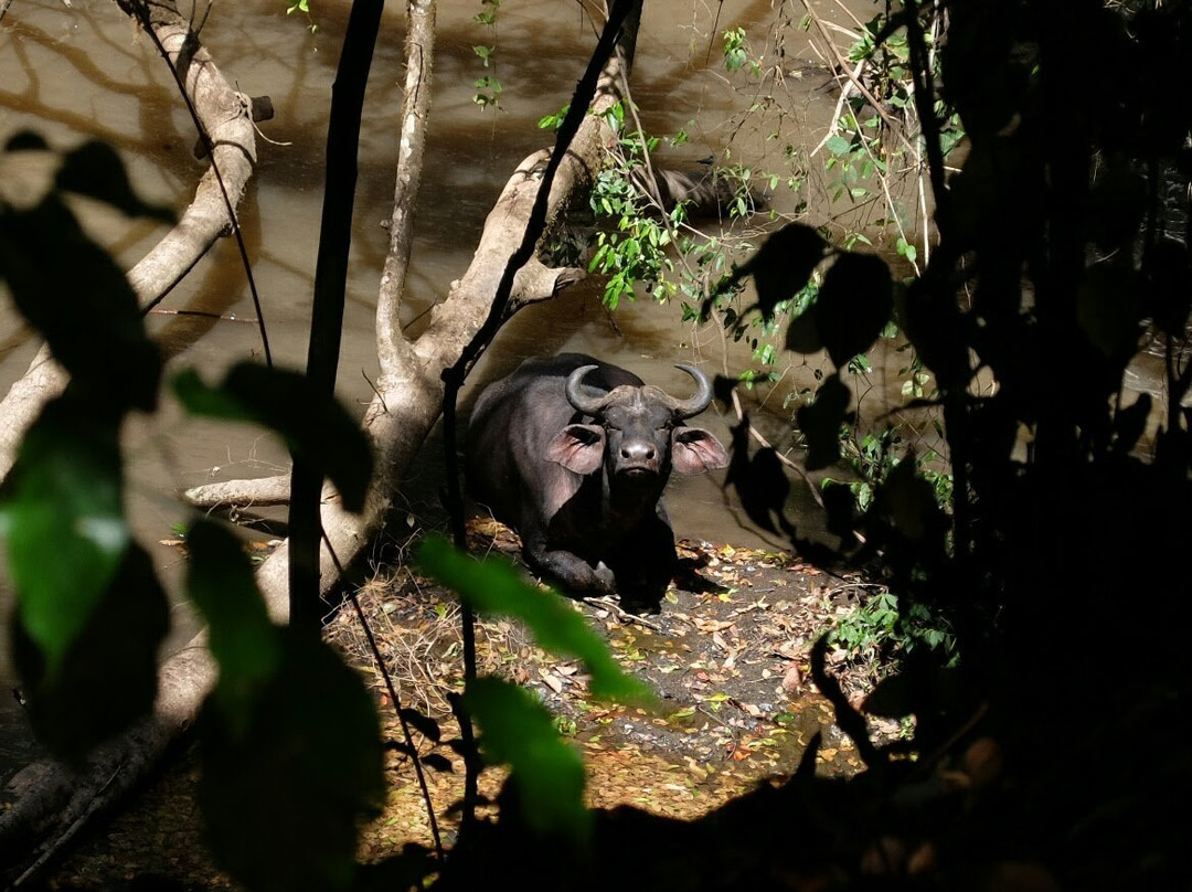 Chebera Churchura National Park景点图片